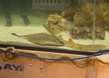 Misterioso embarazo de mantarraya sin presencia de machos en acuario