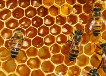 Encuentran fentanilo y cocaína en paneles de abejas en Los Mochis