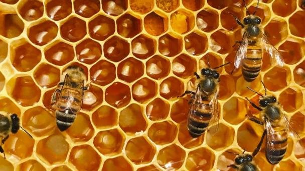 Encuentran fentanilo y cocaína en paneles de abejas en Los Mochis Encuentran fentanilo y cocaína en paneles de abejas en Los Mochis