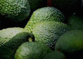 Aguacates de huertas ilegales no se exportarán a EU: Ken Salazar