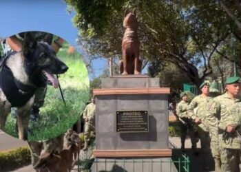 A un año de su muerte, Sedena recuerda a Proteo, perro rescatista