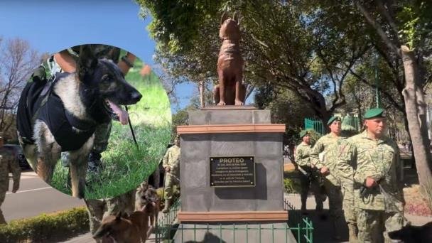 A un año de su muerte, Sedena recuerda a Proteo, perro rescatista A un año de su muerte, Sedena recuerda a Proteo, perro rescatista