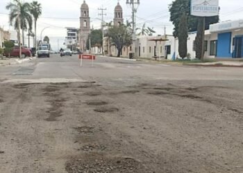 Brotan ‘baches’ en Navojoa tras las recientes lluvias