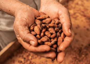 Precio del cacao alcanza su nivel más alto en más de cuatro décadas