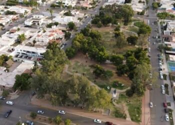 Descartan que exista un estudio de cuántos árboles necesita Cajeme