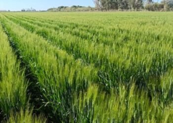 Disminuyen uso de fertilizantes en el Valle del Yaqui