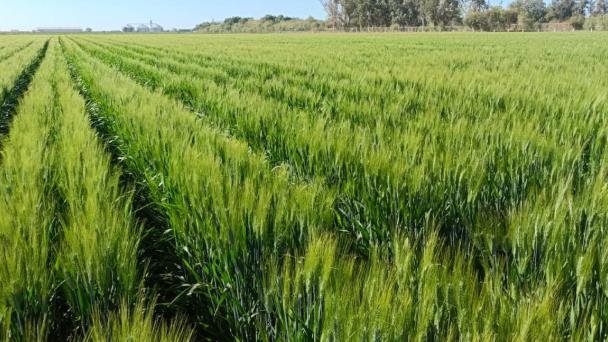 Disminuyen uso de fertilizantes en el Valle del Yaqui Disminuyen uso de fertilizantes en el Valle del Yaqui
