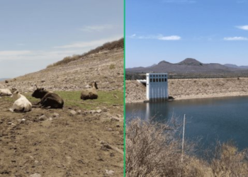 Cambian la ganadería por la pesca ante sequía en el Valle del Yaqui