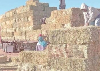 Sube el precio de pacas hasta en un 60%; ganaderos de Sonora viven crisis