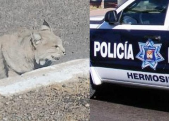 Localizan a gato montés debajo de un auto en la colonia Altares