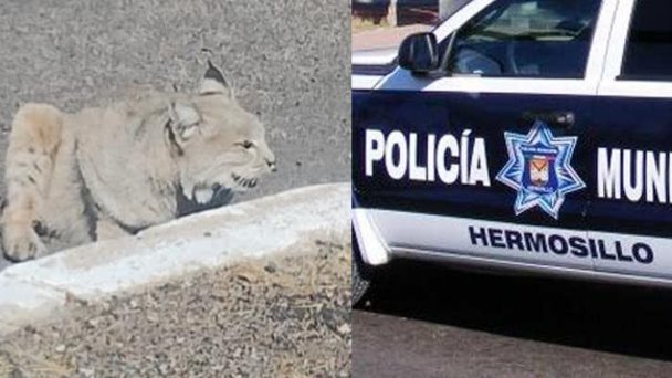 Localizan a gato montés debajo de un auto en la colonia Altares Localizan a gato montés debajo de un auto en la colonia Altares