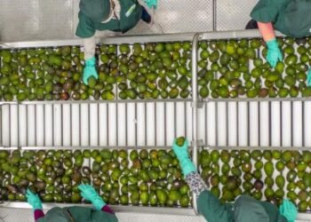 Estados Unidos pide mecanismo laboral T-MEC contra productora de guacamole