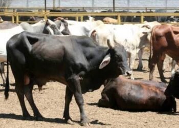 Pega sequía al sector ganadero; se reducen hatos hasta el 55%