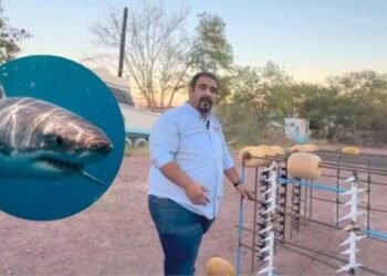 Realizan prueba exitosa de jaula anti tiburones para pescadores en Sonora