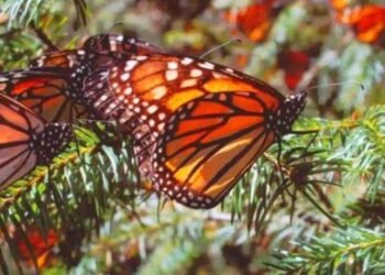 Reportan disminución del 59.3% en presencia de mariposa monarca en Michoacán