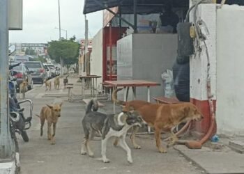 Preocupa en Navojoa aumento de perros callejeros