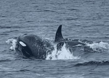 Alerta por avistamiento de orcas en la región Guaymas-Empalme