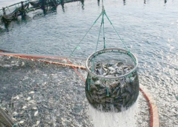 Aumenta al 200% la producción de tilapia en Sonora
