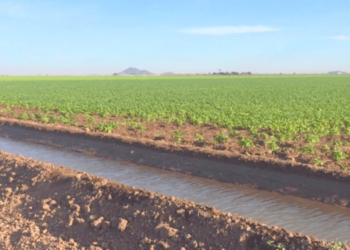 Incrementa la acumulación de agua en la zona agrícola de Sonora