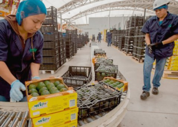 Industria exportadora registra crecimiento del 45% en sonora