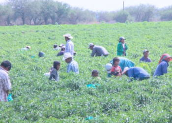 Jornaleros de Sonora sufren precariedad laboral