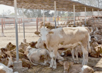 Sader anuncia apoyos para que ganaderos puedan adquirir toros sementales