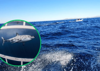 Pescadores reportan tercer avistamiento de tiburón en zona Guaymas-Empalme