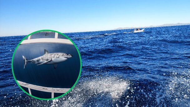 Pescadores reportan tercer avistamiento de tiburón en zona Guaymas-Empalme Pescadores reportan tercer avistamiento de tiburón en zona Guaymas-Empalme