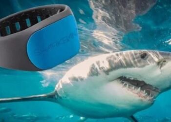 Adquirirán brazaletes ahuyenta tiburones para pescadores de Benito Juárez