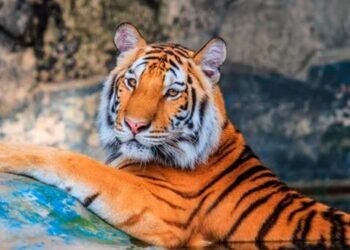 Rescatan a tigresa en Monterrey durante cateo contra narcomenudeo