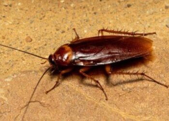 Ponle el nombre de tu ex a una cucaracha: Zoológico lanza convocatoria