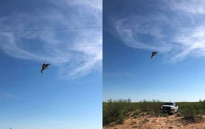 Coyote colgado en cables genera conmoción Coyote colgado en cables genera conmoción