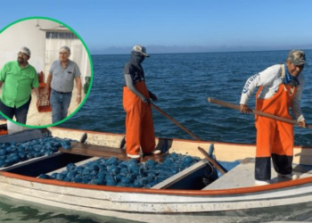 Auguran buena temporada de ‘aguamala’ en Guaymas-Empalme
