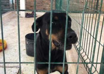 Centro de Control y Atención Animal: cuidando a los Animales en Cajeme