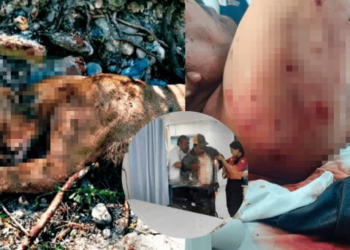 Campesinos se enfrentan al ataque de un puma y sobreviven para contarlo