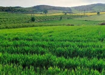 Proponen reconversión de cultivos para el sur de Sonora