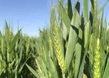 Monitorean cultivos de trigo en el Valle del Yaqui