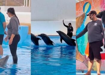 Delfinario Sonora busca incrementar número de visitantes