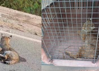 CRRIFS atiende gato montés que fue atropellado en la carretera