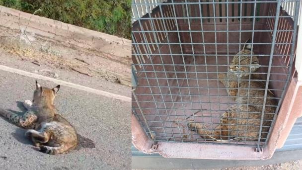 CRRIFS atiende gato montés que fue atropellado en la carretera CRRIFS atiende gato montés que fue atropellado en la carretera