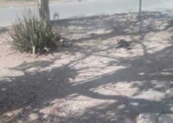 Detienen a mujer por comerse un gato en la vía pública en Yucatán