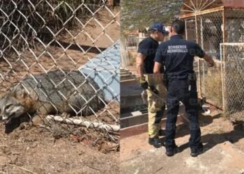 Rescatan a zorro atorado bajo el cerco de un panteón en Hermosillo