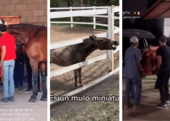 Burro ‘Igor’ y ‘Cuacolandia’ lloran la muerte de Elena Larrea