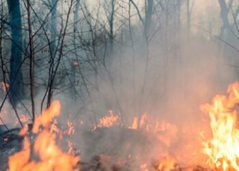 Reducen los incendios forestales en Sonora
