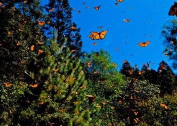 Migración de mariposas monarca disminuye