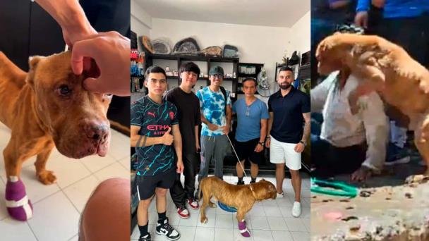 Rescatan a mascota de la mujer linchada por el feminicidio de Camila Rescatan a mascota de la mujer linchada por el feminicidio de Camila