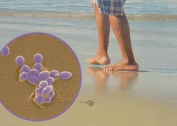 Estas son las playas que no son aptas para visita en Semana Santa: Cofepris