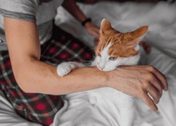 Por primera vez en 19 años se registra muerte por rabia humana en México