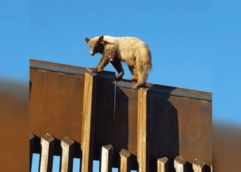 Avistan oso en la frontera de Naco, Sonora, con Estados unidos