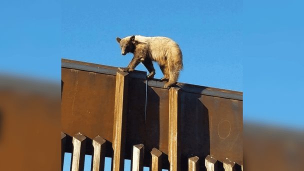 Avistan oso en la frontera de Naco, Sonora, con Estados unidos Avistan oso en la frontera de Naco, Sonora, con Estados unidos